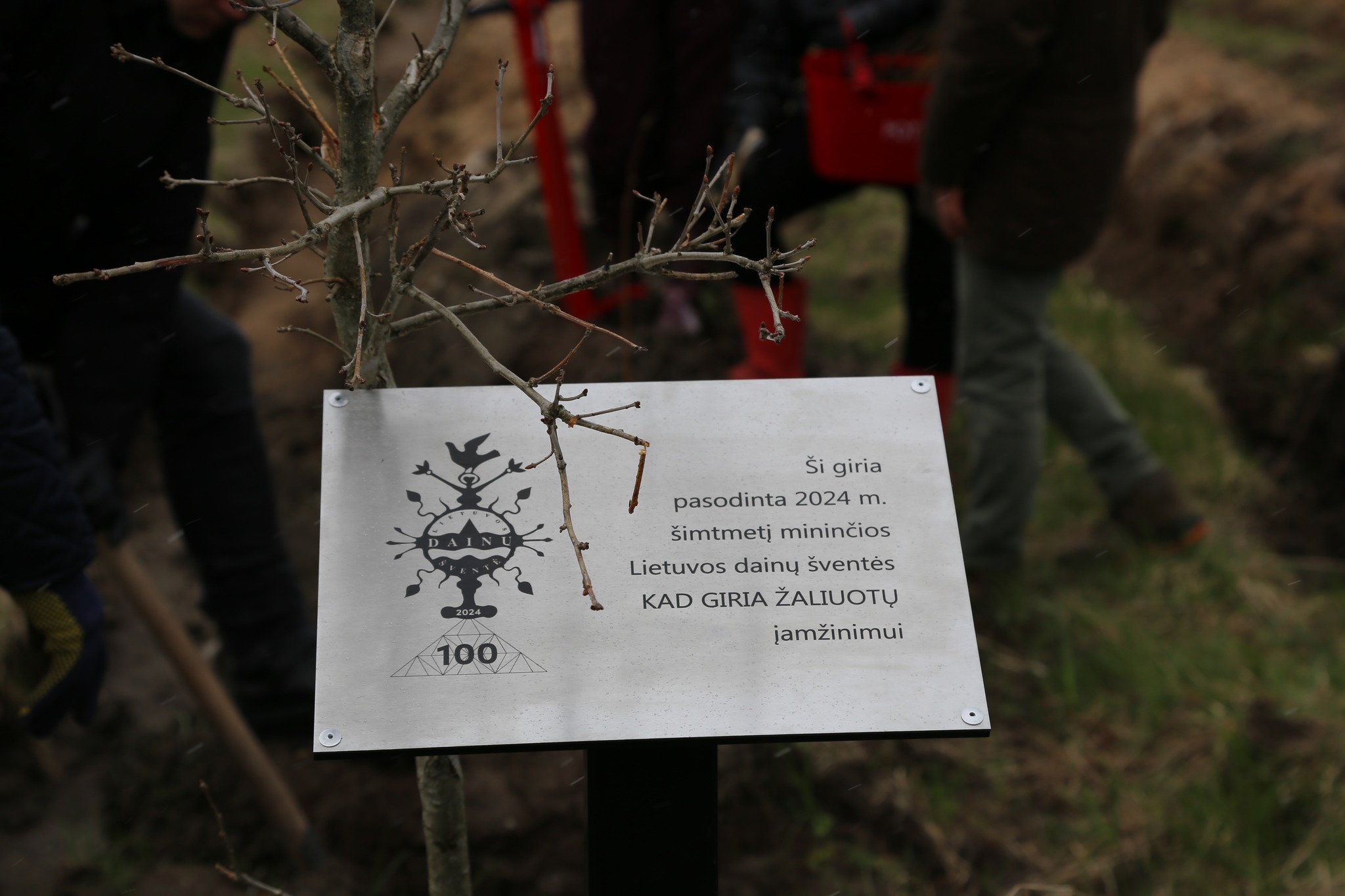 2024-02-20 Nacionaliniame MIŠKASODYJE aktyviai dalyvavo ir Tauragės kultūros bendruomenė